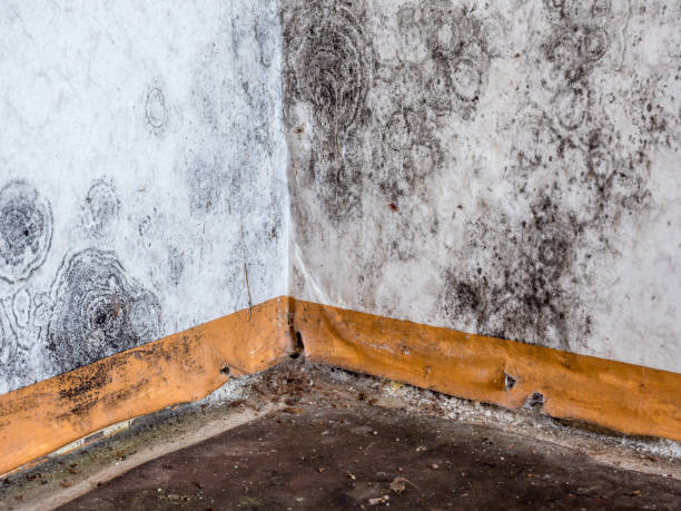 Why You Should Choose Our Mold Remediation Services in Millers Falls, MA